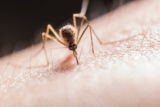 שלא יעקצו אתכם! לקט פתרונות להרחקת יתושים! ( צמיד Parakito במגוון עיצובים רק ב₪39 ומילוי מתנה! סט Mosquito Guard רק ב$16.95 ועוד!)